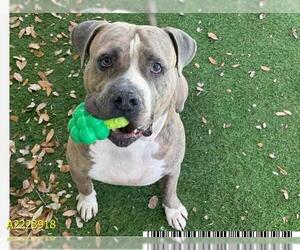 American Bulldog Dogs for adoption in West Palm Beach, FL, USA