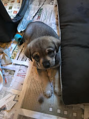 Sharberian Husky Dogs for adoption in Evergreen, CO, USA