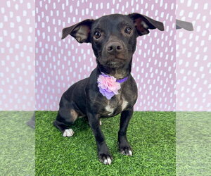 Chiweenie Dogs for adoption in Corona, CA, USA
