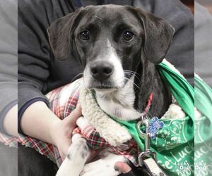 Labrador Retriever-Retriever  Mix Dogs for adoption in Washington, DC, USA