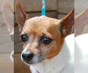 Chihuahua-Unknown Mix Dogs for adoption in Taos, NM, USA