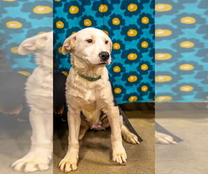 Borador Dogs for adoption in Aurora, IN, USA