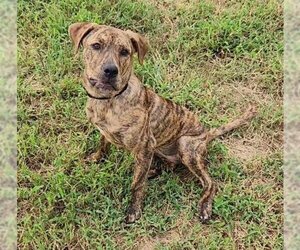 Mutt Dogs for adoption in Milner, GA, USA