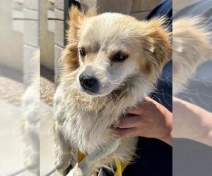 Chihuahua Dogs for adoption in HESPERIA, CA, USA
