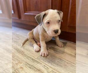 American Staffordshire Terrier Dogs for adoption in Rosenberg, TX, USA