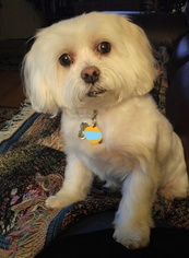 Maltese Dogs for adoption in Kansas City, MO, USA