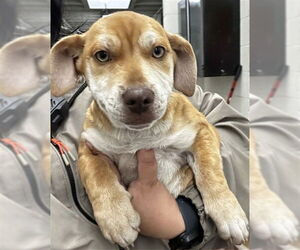 American Pit Bull Terrier-Unknown Mix Dogs for adoption in San Bernardino, CA, USA