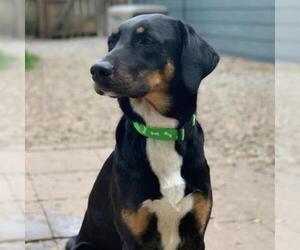 Coonhound Dogs for adoption in Kansas City, MO, USA