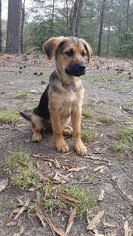 Medium Photo #1 Boykin Spaniel-German Shepherd Dog Mix Puppy For Sale in Morrisville, NC, USA