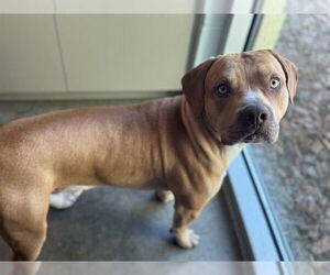 Catahoula Leopard Dog-Unknown Mix Dogs for adoption in Tavares, FL, USA