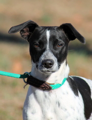 Jack Russell Terrier Dogs for adoption in Sparta, TN, USA