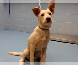 Mutt Dogs for adoption in Moreno Valley, CA, USA