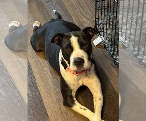 American Pit Bull Terrier-Labrador Retriever Mix Dogs for adoption in New London, WI, USA