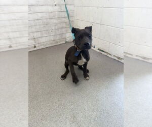 American Pit Bull Terrier-Unknown Mix Dogs for adoption in San Bernardino, CA, USA