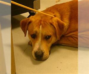 Labrador Retriever-Unknown Mix Dogs for adoption in Sanford, FL, USA