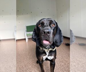 Bluetick Coonhound-Catahoula Leopard Dog Mix Dogs for adoption in Harrisville, WV, USA