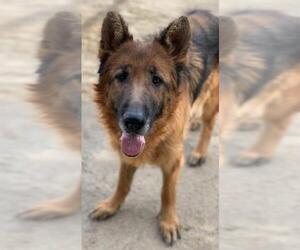 German Shepherd Dog Dogs for adoption in Riverside, CA, USA