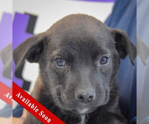 Golden Retriever-Unknown Mix Dogs for adoption in Huntley, IL, USA