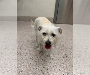Mutt Dogs for adoption in Brighton, CO, USA