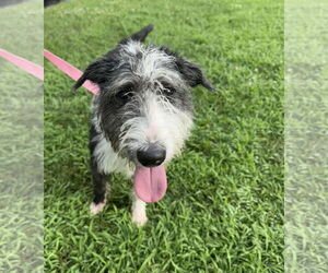 Bull Terrier-Unknown Mix Dogs for adoption in Germantown, OH, USA