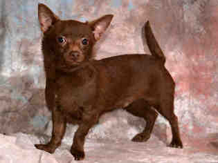 Chiweenie Dogs for adoption in West Valley, UT, USA