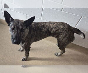 Mutt Dogs for adoption in Decatur, IL, USA