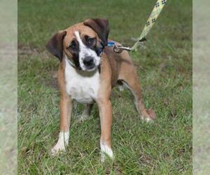 Boxer Dogs for adoption in Opelika, AL, USA
