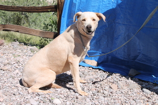 Labrador Retriever Dogs for adoption in Golden Valley, AZ, USA