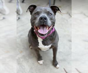 Mutt Dogs for adoption in Santa Barbara, CA, USA