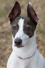 Jack Russell Terrier Dogs for adoption in Miami, FL, USA