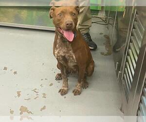 American Pit Bull Terrier-Unknown Mix Dogs for adoption in Waco, TX, USA