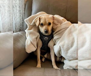 Mutt Dogs for adoption in Springdale, PA, USA