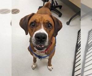 Boxer Dogs for adoption in Boston, MA, USA