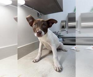 American Pit Bull Terrier Dogs for adoption in Baytown, TX, USA