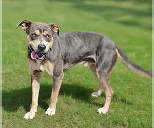 Mutt Dogs for adoption in Talladega, AL, USA