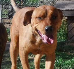 Small American Staffordshire Terrier-Rottweiler Mix