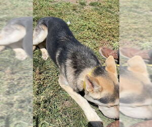 German Shepherd Dog-Siberian Husky Mix Dogs for adoption in HESPERIA, CA, USA