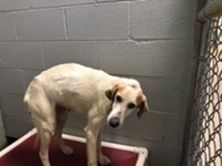 English Coonhound-English Foxhound Mix Dogs for adoption in Clearfield, KY, USA