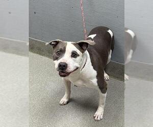 American Pit Bull Terrier-Unknown Mix Dogs for adoption in Las Vegas, NV, USA