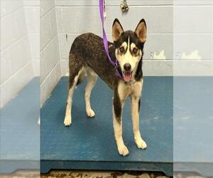 Siberian Husky-Unknown Mix Dogs for adoption in Woodland, CA, USA
