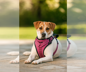 American Pit Bull Terrier-Unknown Mix Dogs for adoption in Gulfport, MI, USA