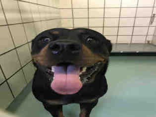 Rottweiler Dogs for adoption in Pasadena, TX, USA