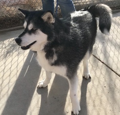 Alaskan Malamute Dogs for adoption in Carson City, NV, USA