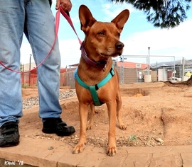 Carolina Dog Dogs for adoption in Cottonwood, AZ, USA