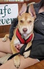 Mutt Dogs for adoption in South Amana, IA, USA