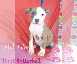 American Pit Bull Terrier Dogs for adoption in Griffin, GA, USA