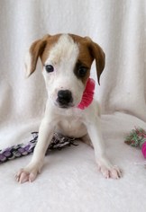Medium Photo #1 Labrador Retriever-Unknown Mix Puppy For Sale in Newark, DE, USA