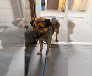 Chow Chow-German Shepherd Dog Mix Dogs for adoption in Stockton, CA, USA