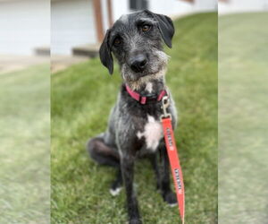 American Pit Bull Terrier-Poodle (Standard) Mix Dogs for adoption in LAKE ST LOUIS, MO, USA