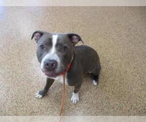 American Pit Bull Terrier Dogs for adoption in Springfield, MA, USA
